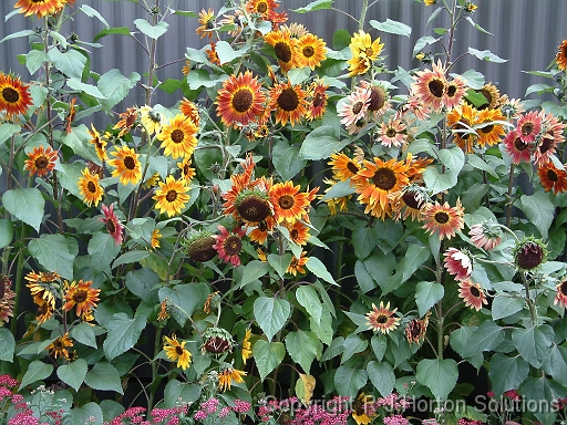 Sunflowers Bronze Shades